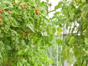 Tomater krydderurter