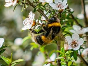 best australian native plants for bees and pollinators