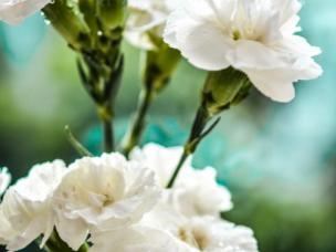 Discover and grow your birth month flower