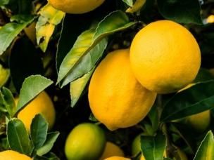 Common Citrus Pest & Disease