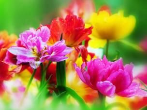 cut flower garden