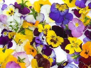 Edible Flowers