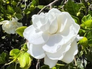 Gardenia
