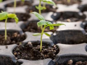germinate seeds