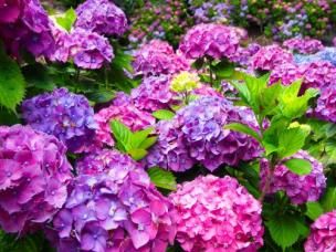 Hydrangea best varieties