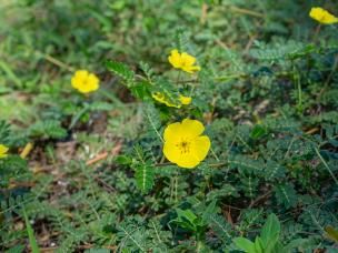 Close-up of yellow bindii flowers and leaves.   