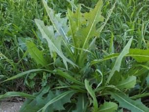 Broadleaf Weed