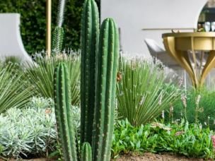 Top Plant & Garden Trends from Melb Flower Show