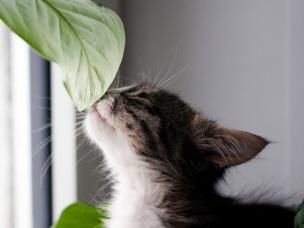 Pet-Friendly Indoor Plants