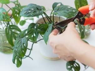 Plant Propagation: Learn How to Propagate Plants