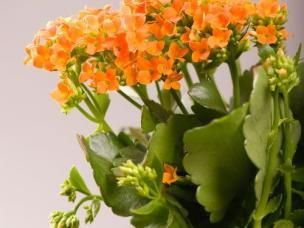 Colourful Indoor Plants For Your Home