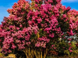 crepe myrtle tree
