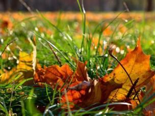 Herfstkuur voor je gazon