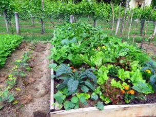 Grond voorbereiden in de moestuin - Tips en advies