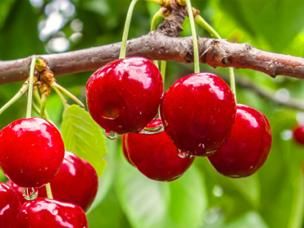 Bescherm je fruitbomen tegen insecten