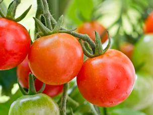 Zelf tomaten kweken en kruiden zaaien