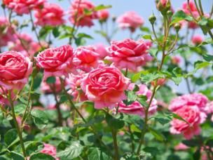 Rozen planten en verzorgen