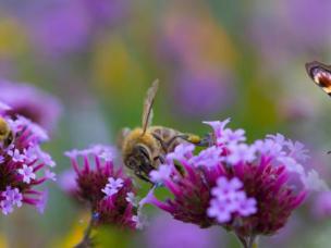 Een tuin vol vlinders