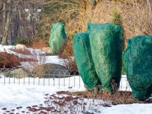 Topf- und Kübelpflanzen überwintern