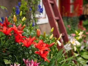 Blühende Gartenblumen