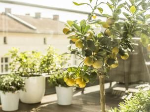 Balkon mit Zitronenbaum