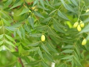 Neem Baum mit Früchten