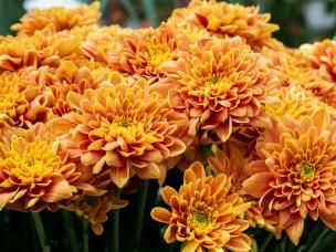 Chrysanthemen
