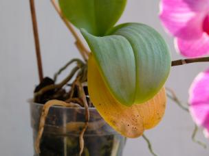 Orchideen Krankheiten