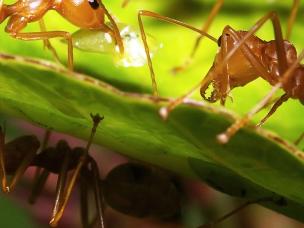 Ameisen bekämpfen