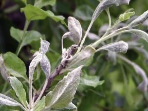 Apfelbäume vor Pilzbefall schützen