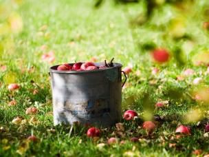 Apfelernte – gewusst wie