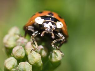 Asiatischer Marienkäfer