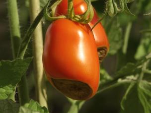 Blütenendfäule an Gemüse