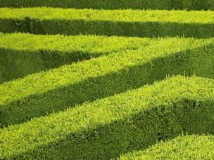 Buchsbaum - Pflege für den Gartenliebling