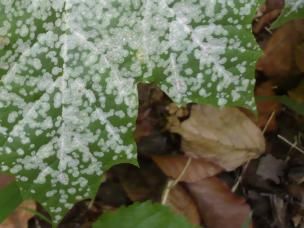 Echter Mehltau an Bäumen & Sträuchern