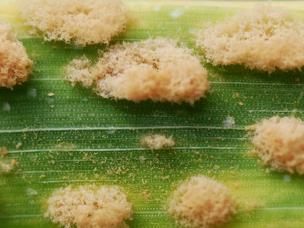 Echter Mehltau an Gemüse