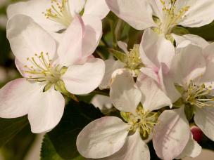 Erste Hilfe für Obstliebhaber