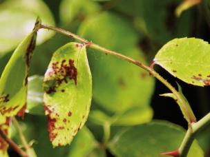 Falscher Mehltau an Rosen