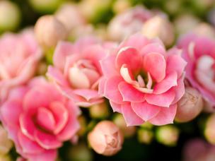 Blütezeit im Winter