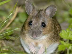 Feldmaus bekämpfen