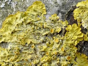 Flechten, Moose und Algen