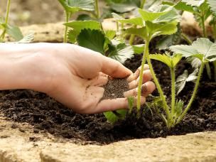 Frühjahrsdüngung für den Garten