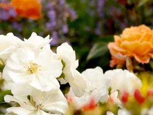 Frühjahrskur für Rosen