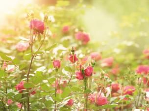 Gartengestaltung Stück für Stück