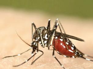 Gefahr durch Stechmücken?