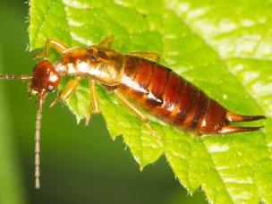 Gemeiner Ohrwurm