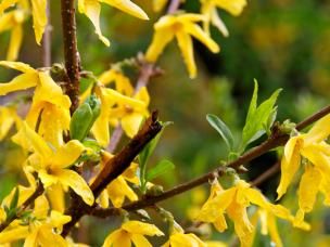 Goldglöckchen, Forsythien