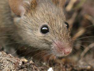 Hausmäuse bekämpfen