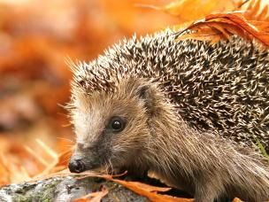 Igel - unsere Stacheligen Freunde