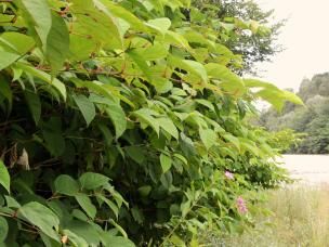 Japanischer Staudenknöterich